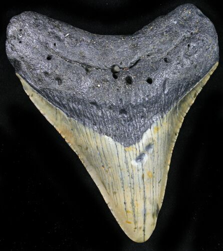 Bargain Megalodon Tooth - North Carolina #22942
